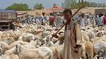 الحرب تحرم السودانيين من خروف العيد