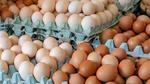 ارتفاع أسعار كرتونة البيض في السوق