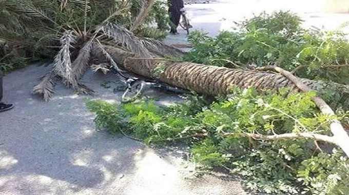 بعد سقوط نخلة.. التنمية المحلية تستجيب لشكوى