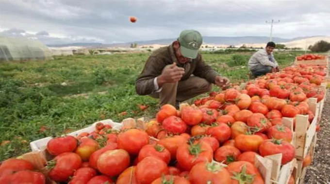 الحجر الزراعي يكشف سر تفوق الصادرات الزراعية