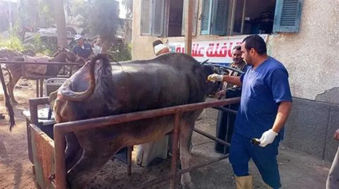 قوافل بيطرية مجانية وتوفير السلع الغذائية..