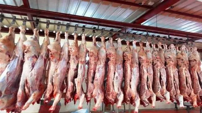 التحالف الوطني يطلق أكبر حملة لتوزيع لحوم