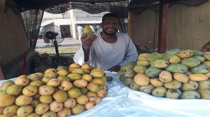 بالفيديو والصور.. 14 عارضًا في مهرجان أسوان