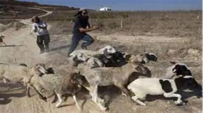 مسؤول فلسطيني: مستوطنون يسرقون أغناما جنوب نابلس
