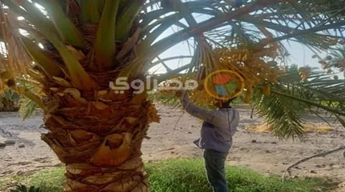 ذهب أصفر يزين أرض الفيروز.. فرحة جني البلح