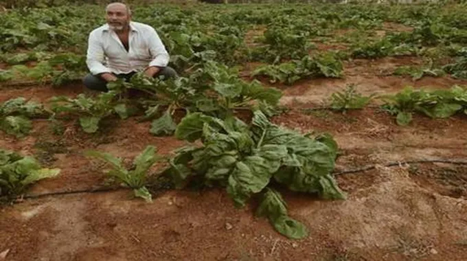 التوسع في زراعة بنجر العلف بجنوب سيناء