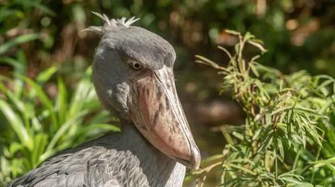 بالصور.. طائر بحجم رجل يأكل التماسيح الصغيرة