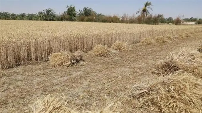 بالصور.. افتتاح موسم حصاد القمح في الوادي الجديد