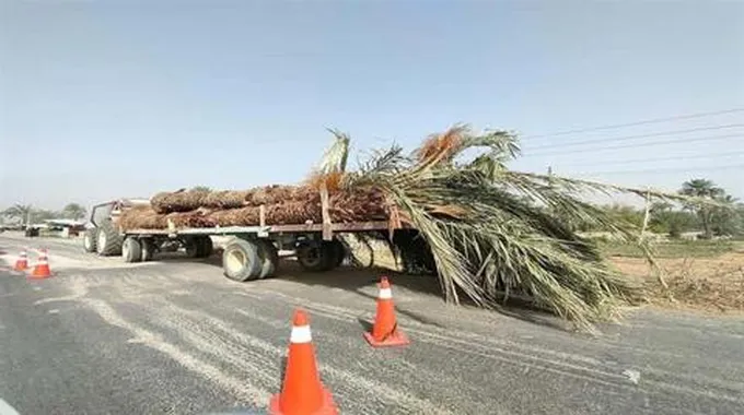 مصدر يكشف تحركات حكومية جديدة بشأن قطع الأشجار