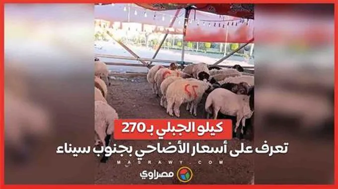 كيلو الجبلي بـ 270.. تعرف على أسعار الأضاحي