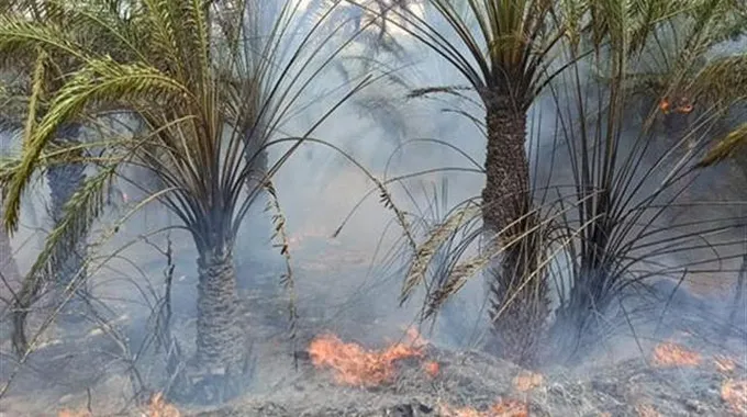 حريق يلتهم مزارع النخيل في الوادي الجديد