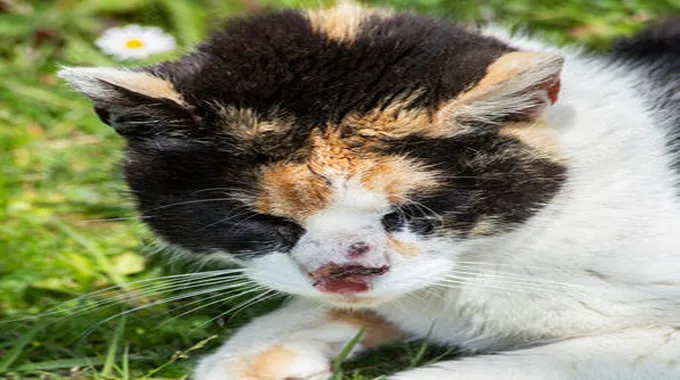 التهابات العين: الأعراض والعناية المطلوبة