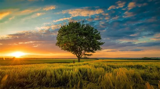 تأثير أصوات الطبيعة على الحزن والاكتئاب