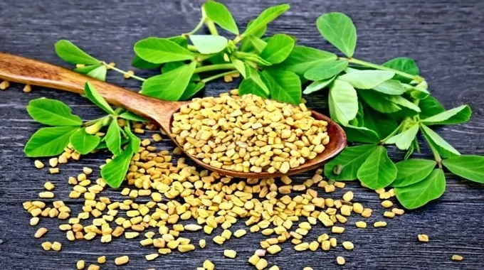 فوائد مذهلة للحلبة لصحة الجسم